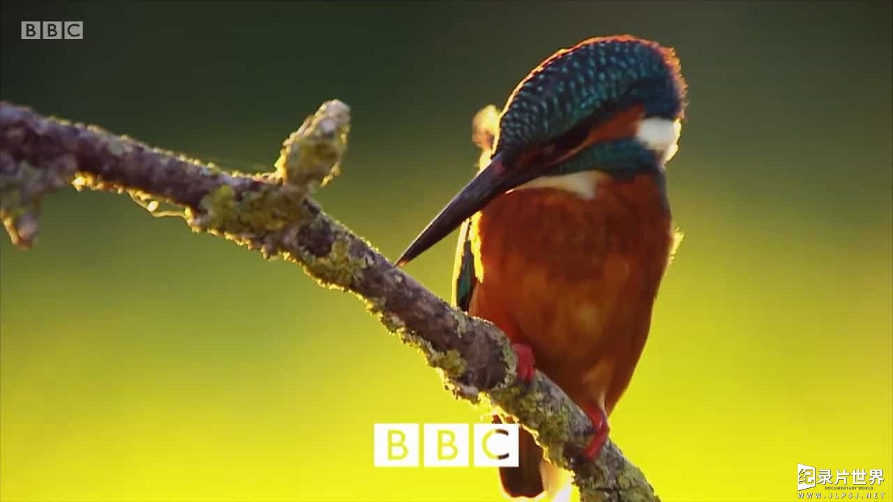 BBC纪录片《乡野档案：夏之日记 Countryfile Summer Diaries 2017》全5集