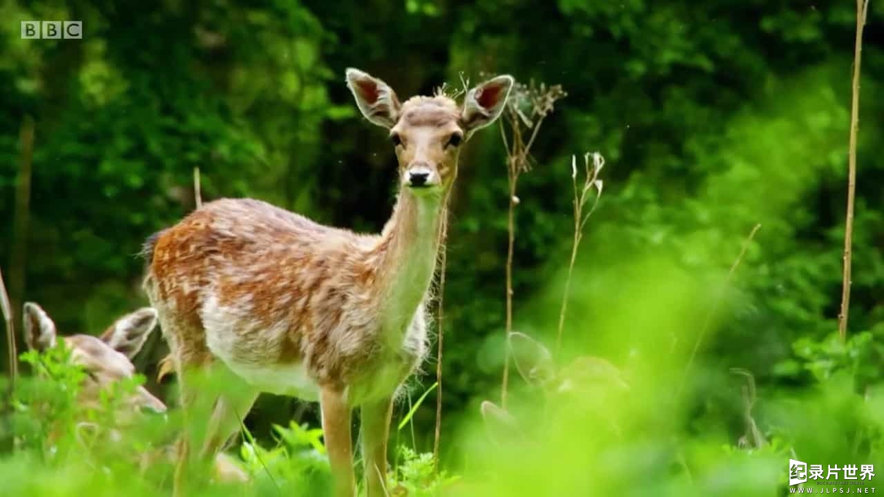 BBC纪录片《乡野档案：夏之日记 Countryfile Summer Diaries 2017》全5集