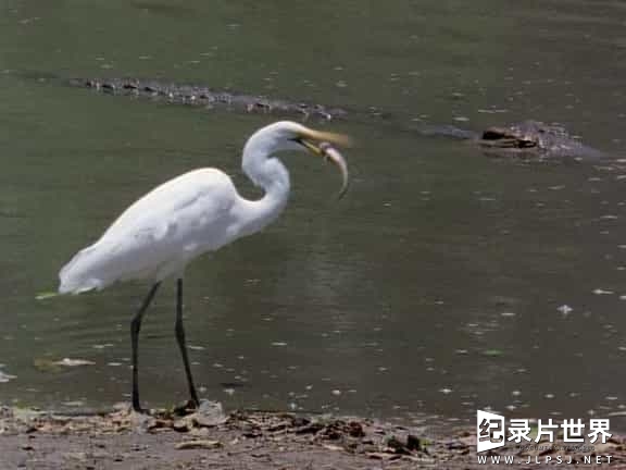 国家地理合集《国家地理百年纪念典藏 National Geographic 100 Years》全100集