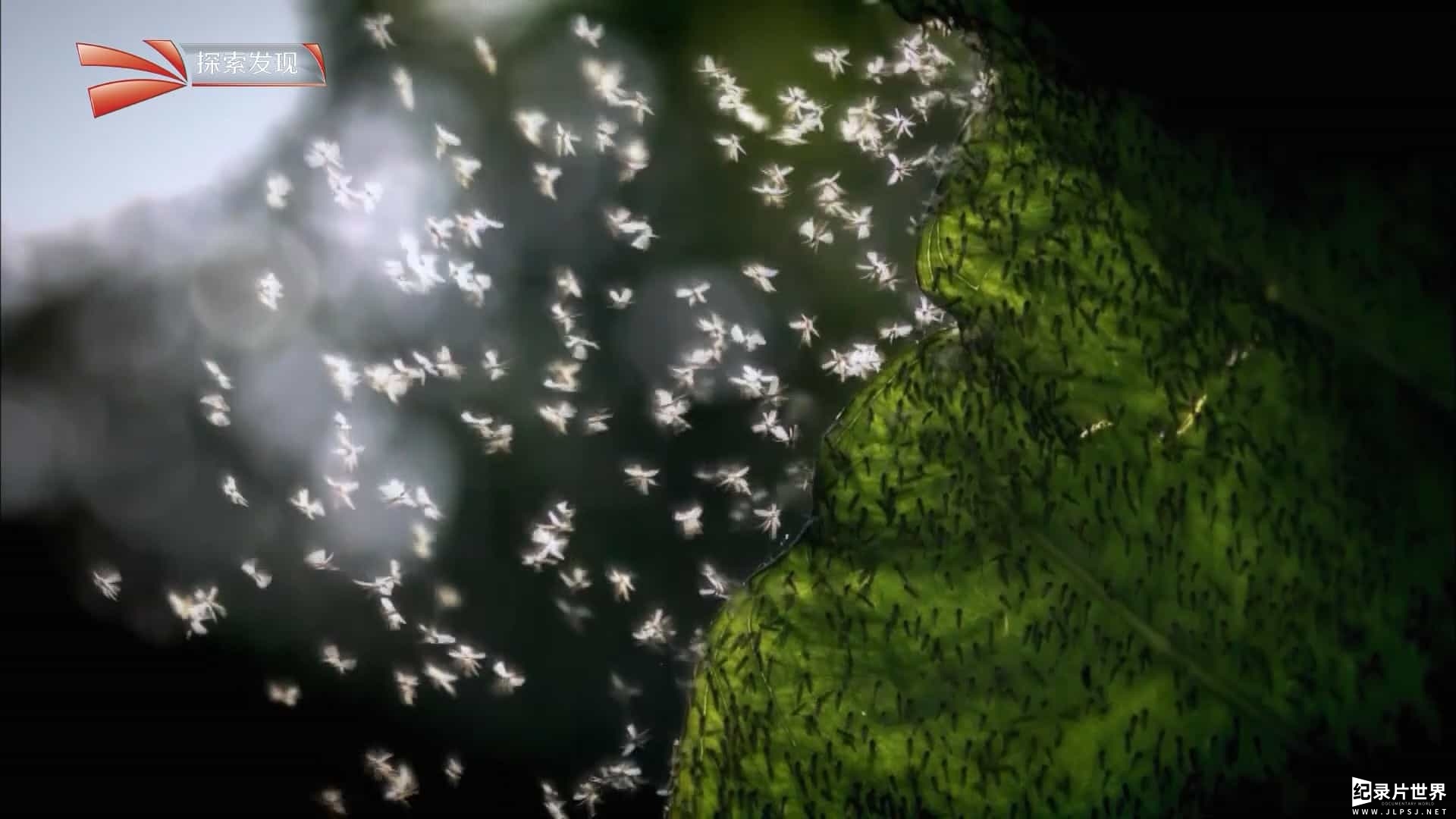 BBC纪录片《超级生物群/超级群体 Super Swarms》全2集