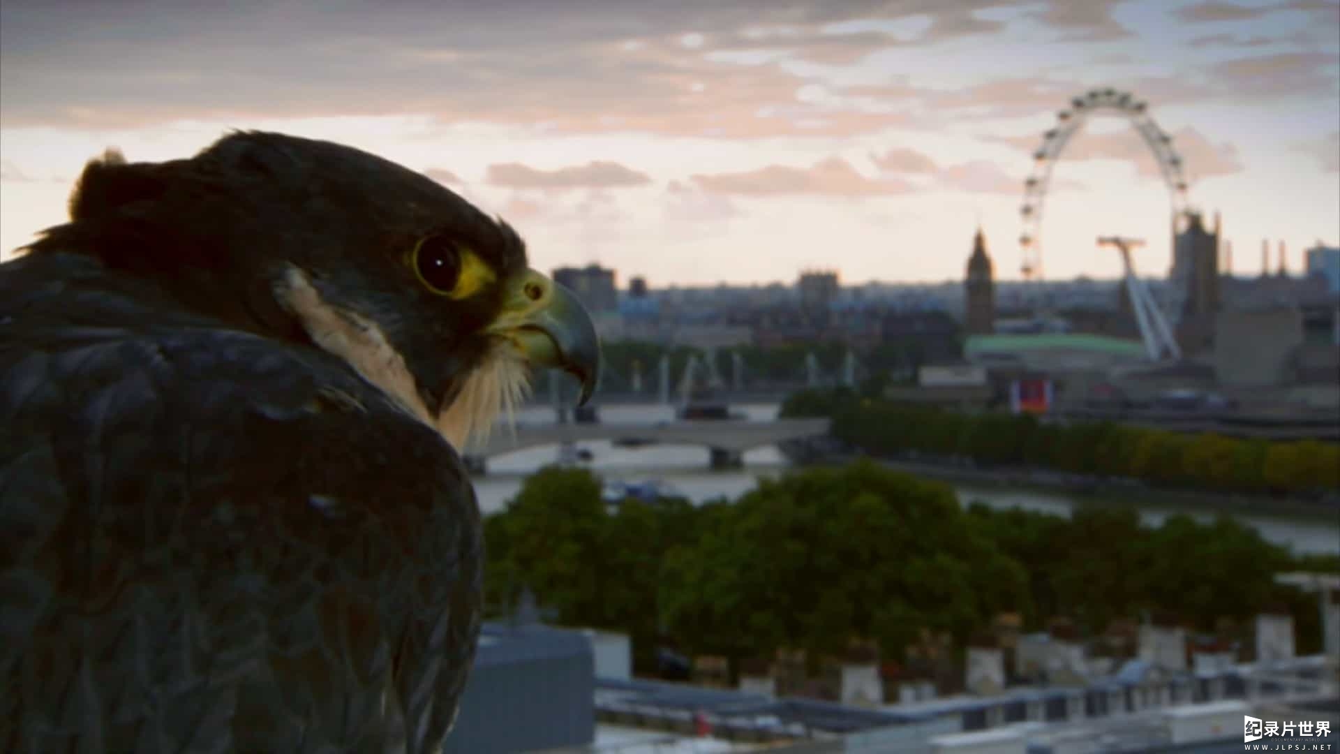 BBC纪录片《伦敦的非自然历史 The Unnatural History of London 2012》全1集