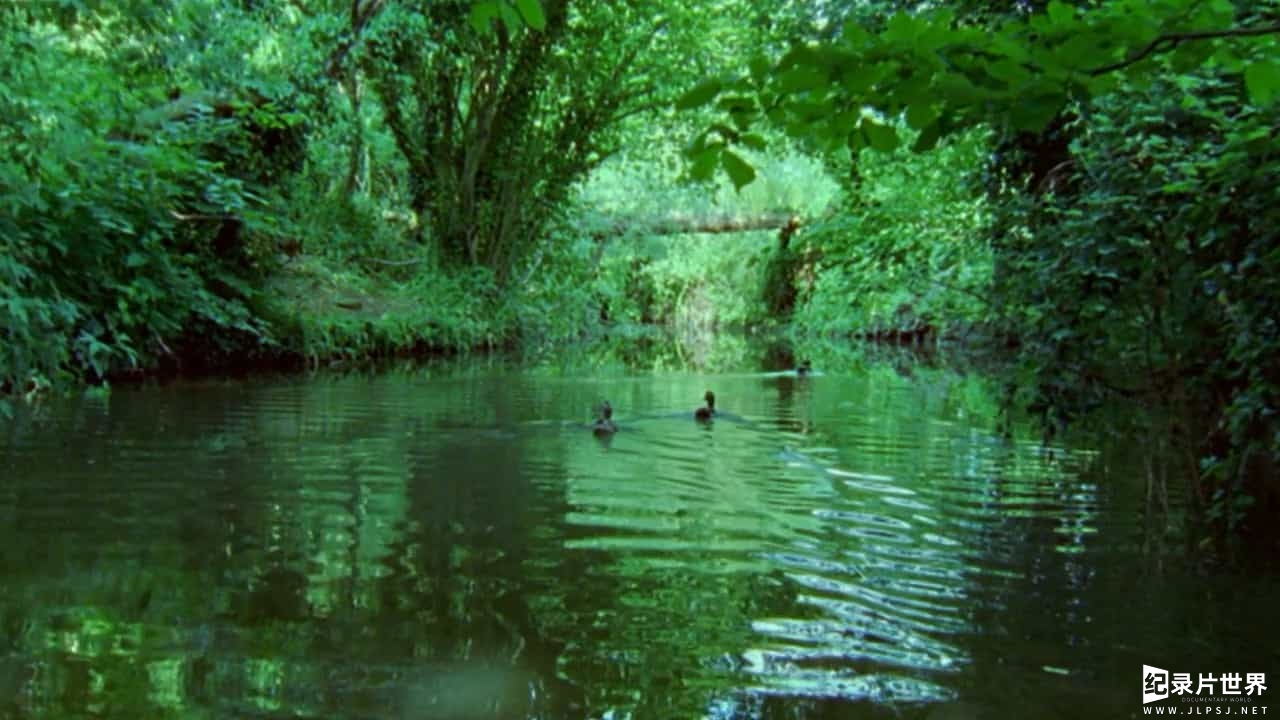 BBC纪录片《 自然世界：翠鸟河 BBC The Natural World-My Halcyon River》全1集