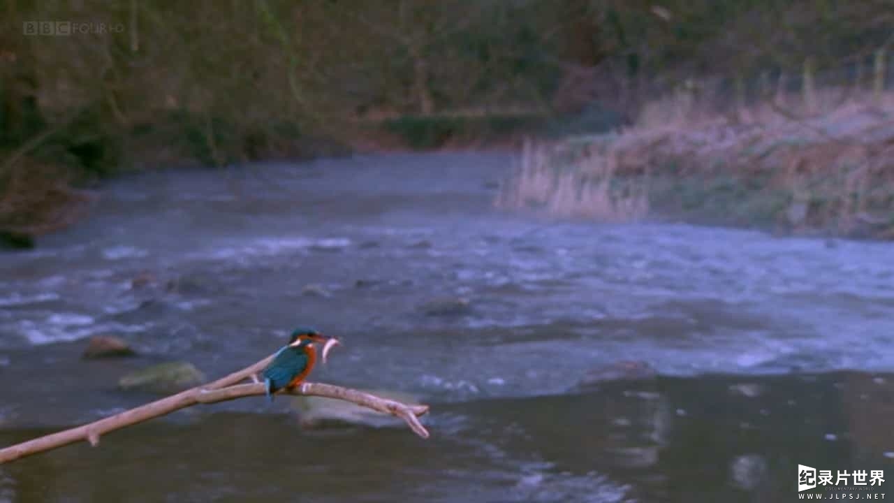 BBC纪录片《 自然世界：翠鸟河 BBC The Natural World-My Halcyon River》全1集