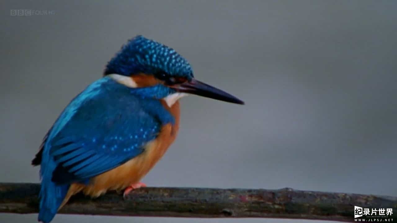 BBC纪录片《 自然世界：翠鸟河 BBC The Natural World-My Halcyon River》全1集