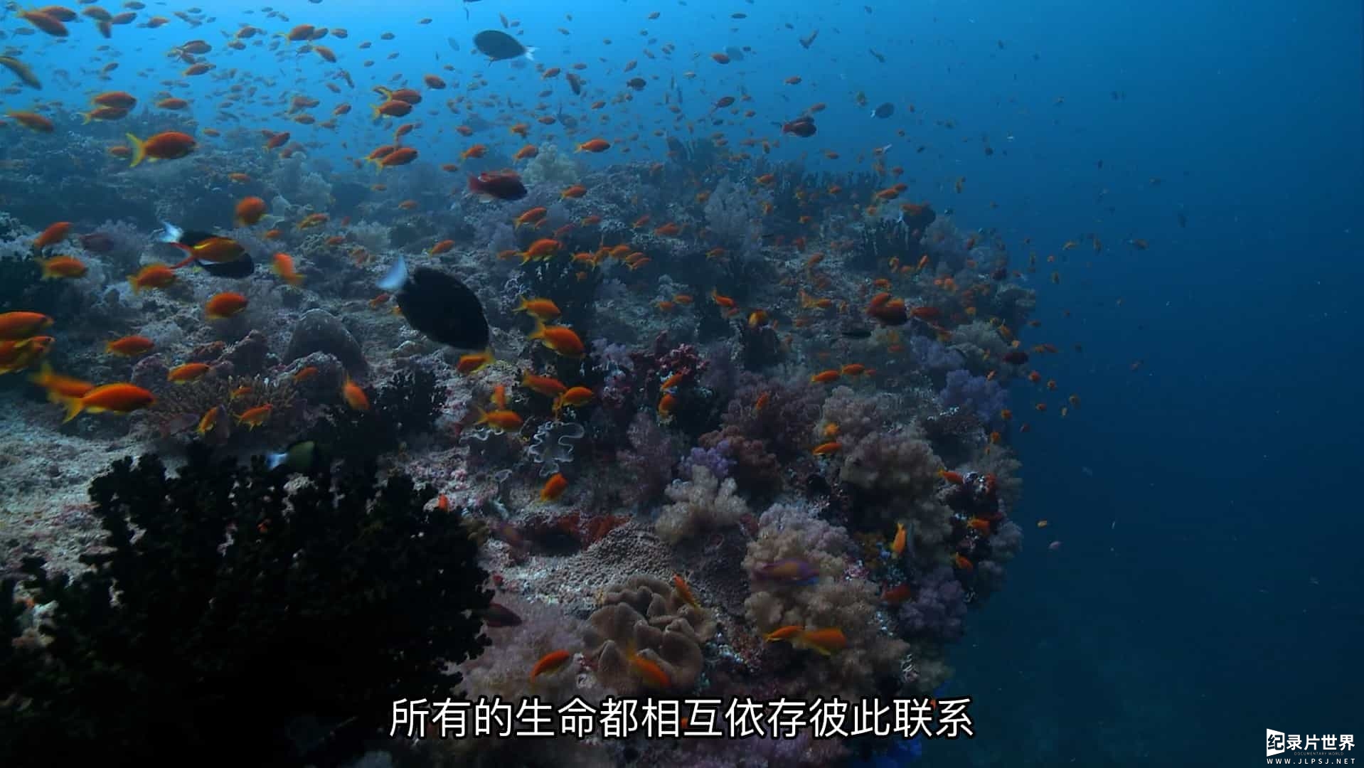 BBC纪录片《我们星球的秘密/地球探秘 Secrets of Our Living Planet 2012》全4集