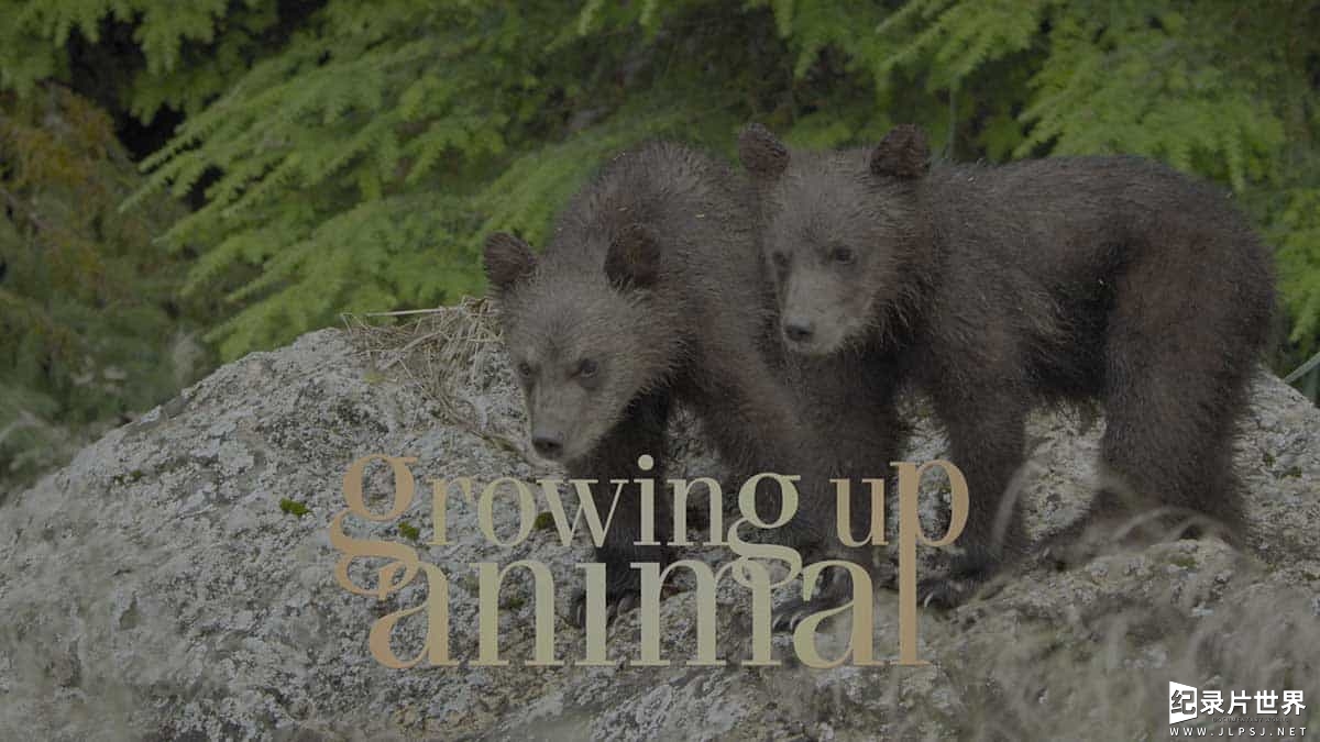 国家地理/迪士尼纪录片《动物成长/动物成长轨迹/成长的轨迹 Growing Up Animal 2021》全6集