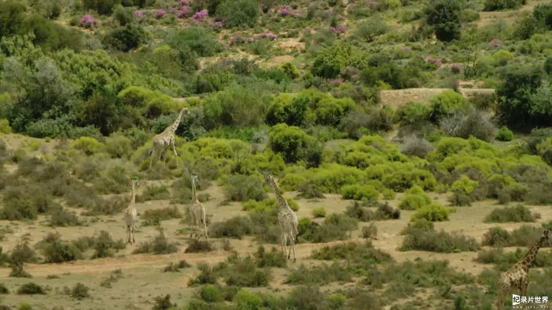 史密森频道《俯瞰非洲/空中看非洲/航拍非洲 Aerial Africa》全6集 