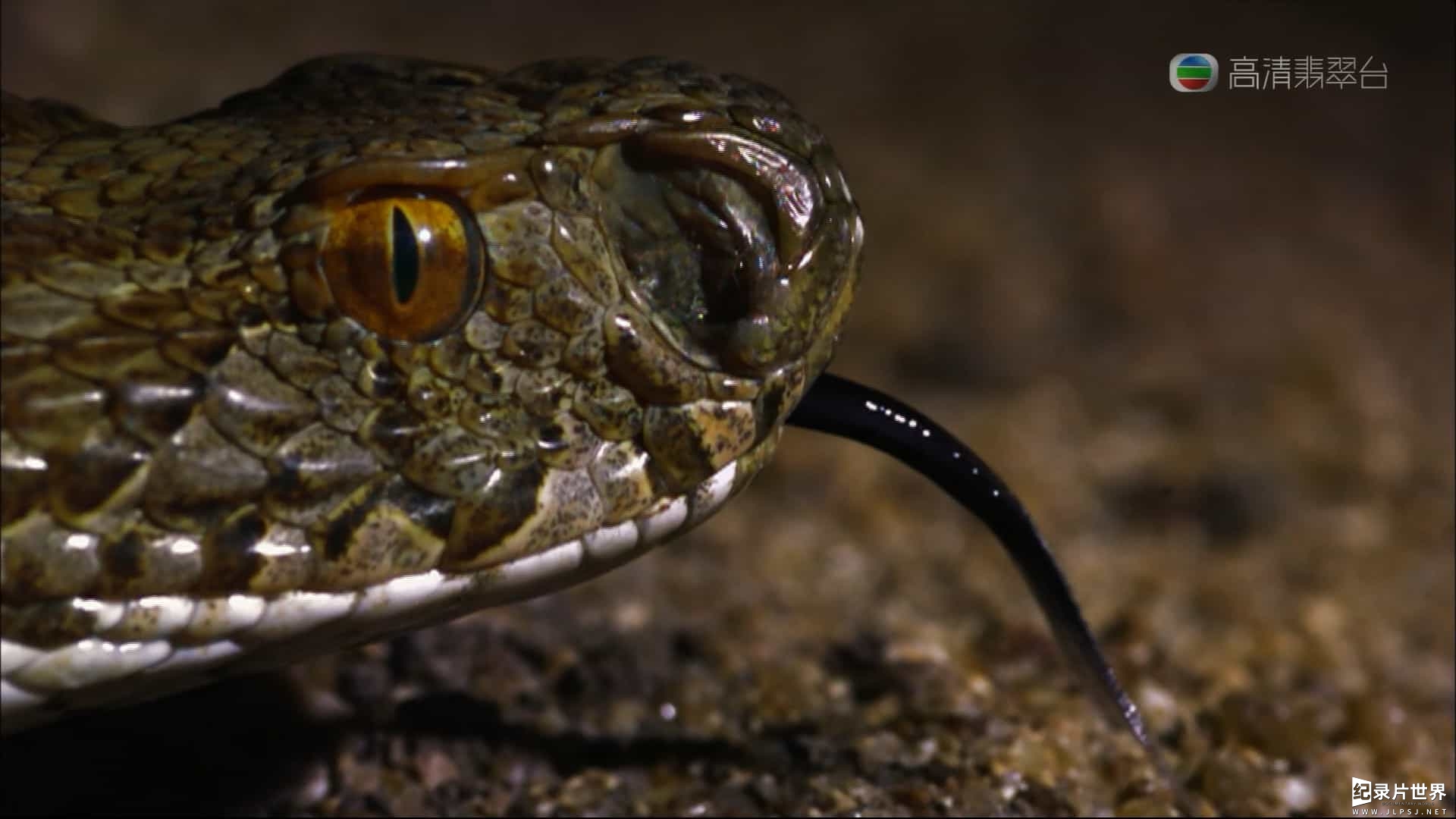 BBC纪录片《印度毒蛇之最 Indias Deadliest Snakes 2009》全1集