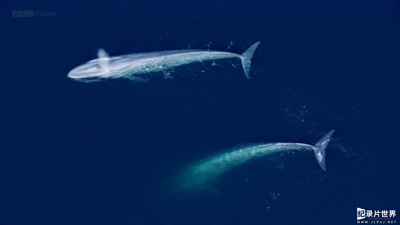 BBC纪录片《英国捕鲸船—不为人知的历史/不列颠猎鲸人 Britain's Whale Hunters The Untold Story 2014》全2集