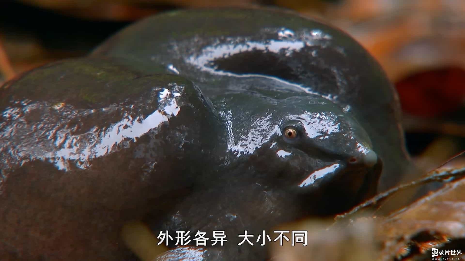 BBC纪录片《自然世界 神奇青蛙 Attenborough's Fabulous Frogs 2014》全1集