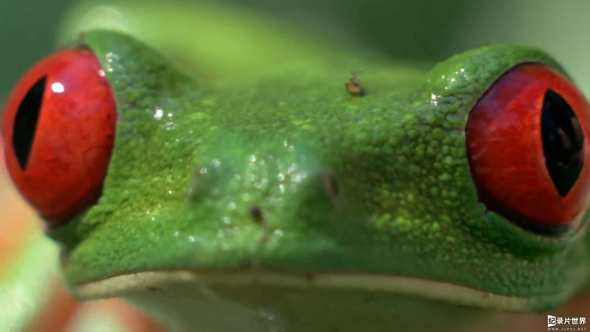 BBC纪录片《自然世界 神奇青蛙 Attenborough's Fabulous Frogs 2014》全1集