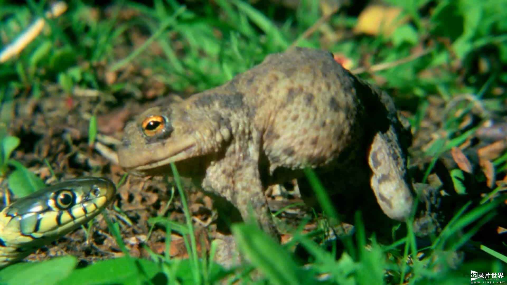 BBC纪录片《自然世界 神奇青蛙 Attenborough's Fabulous Frogs 2014》全1集