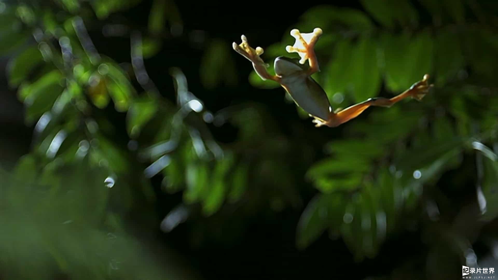 BBC纪录片《自然世界 神奇青蛙 Attenborough's Fabulous Frogs 2014》全1集