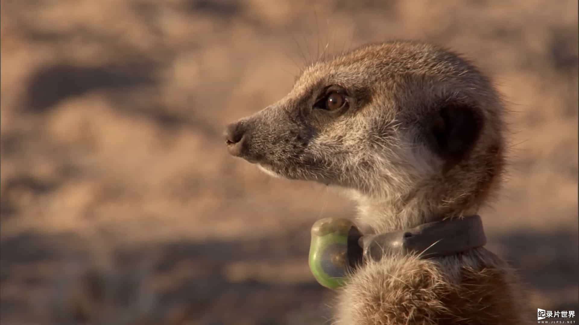 BBC纪录片《狐獴：超级动物明星的秘密 Meerkats Secrets of an Animal Superstar 2013》全1集