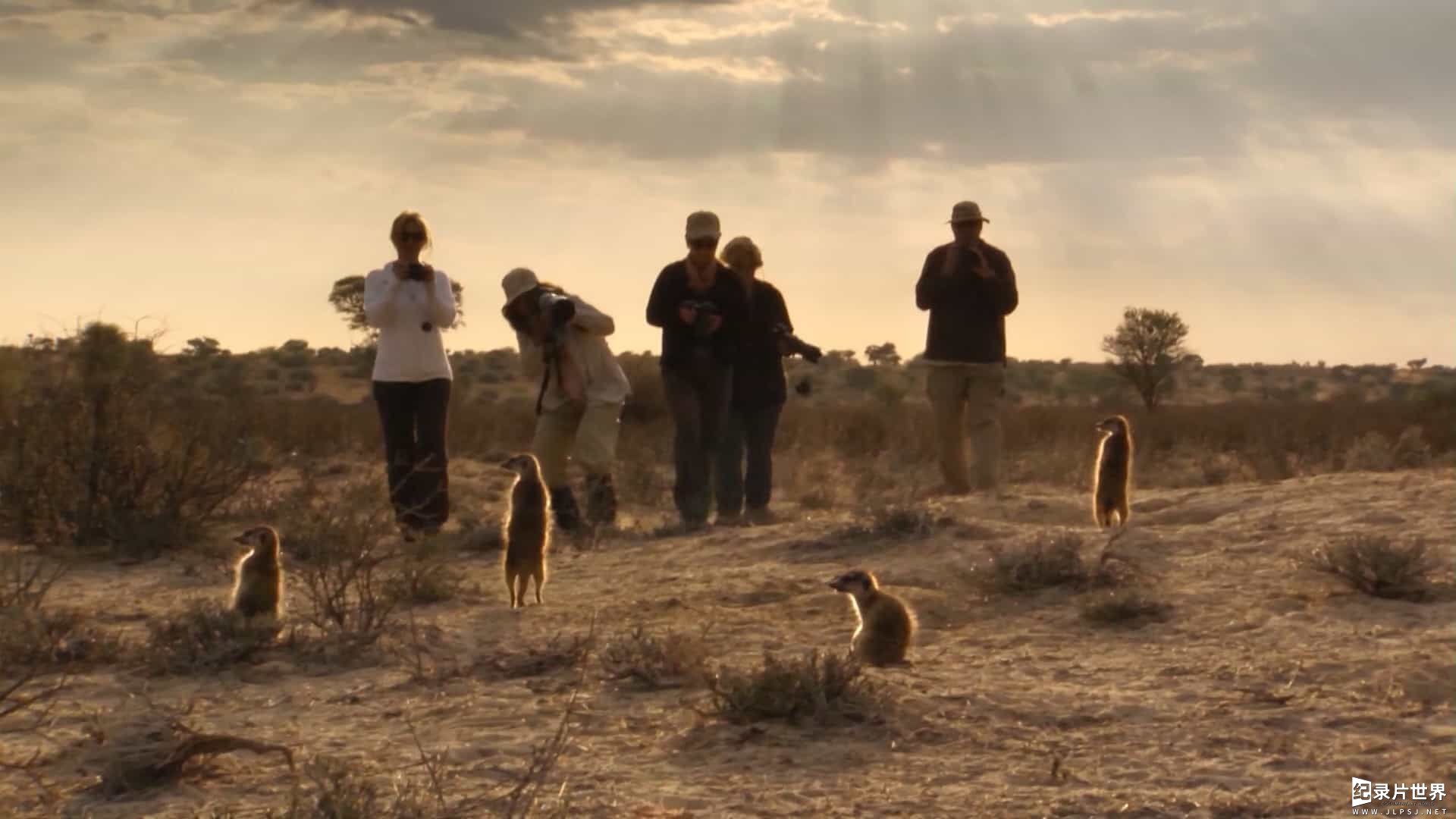 BBC纪录片《狐獴：超级动物明星的秘密 Meerkats Secrets of an Animal Superstar 2013》全1集