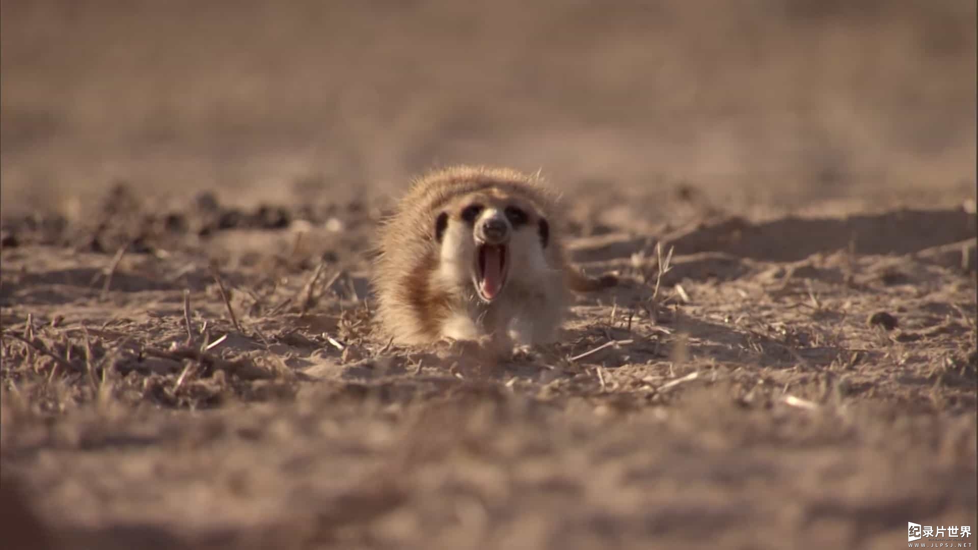 BBC纪录片《狐獴：超级动物明星的秘密 Meerkats Secrets of an Animal Superstar 2013》全1集