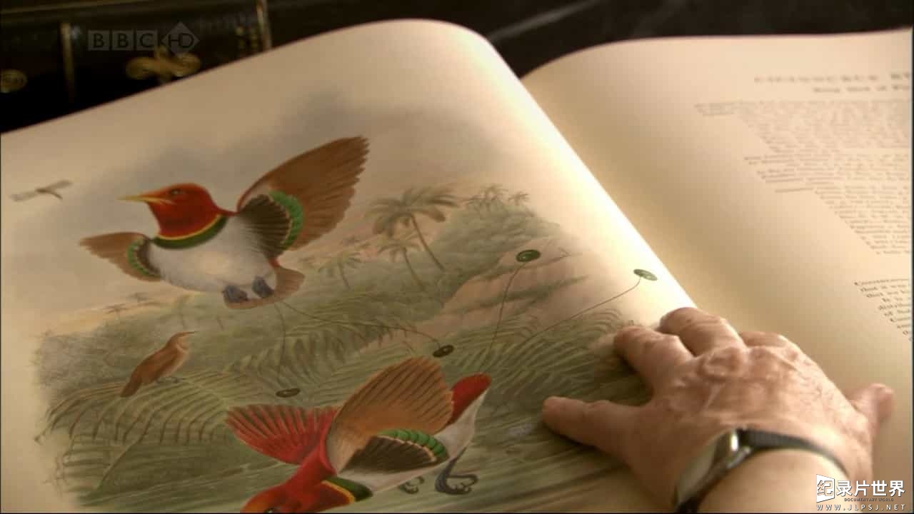 BBC纪录片《自然世界 天堂鸟/极乐鸟/自然世界：天堂之鸟 Natural World: Birds of Paradise》全1集