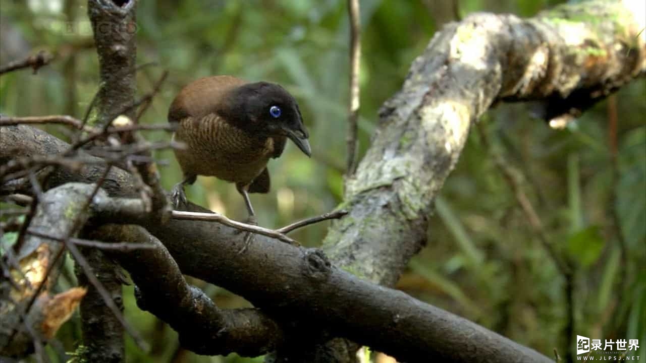 BBC纪录片《自然世界 天堂鸟/极乐鸟/自然世界：天堂之鸟 Natural World: Birds of Paradise》全1集