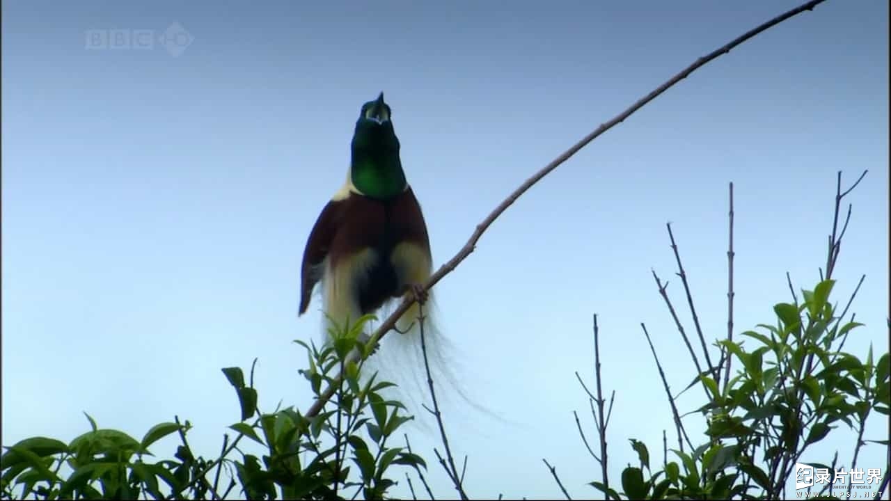 BBC纪录片《自然世界 天堂鸟/极乐鸟/自然世界：天堂之鸟 Natural World: Birds of Paradise》全1集