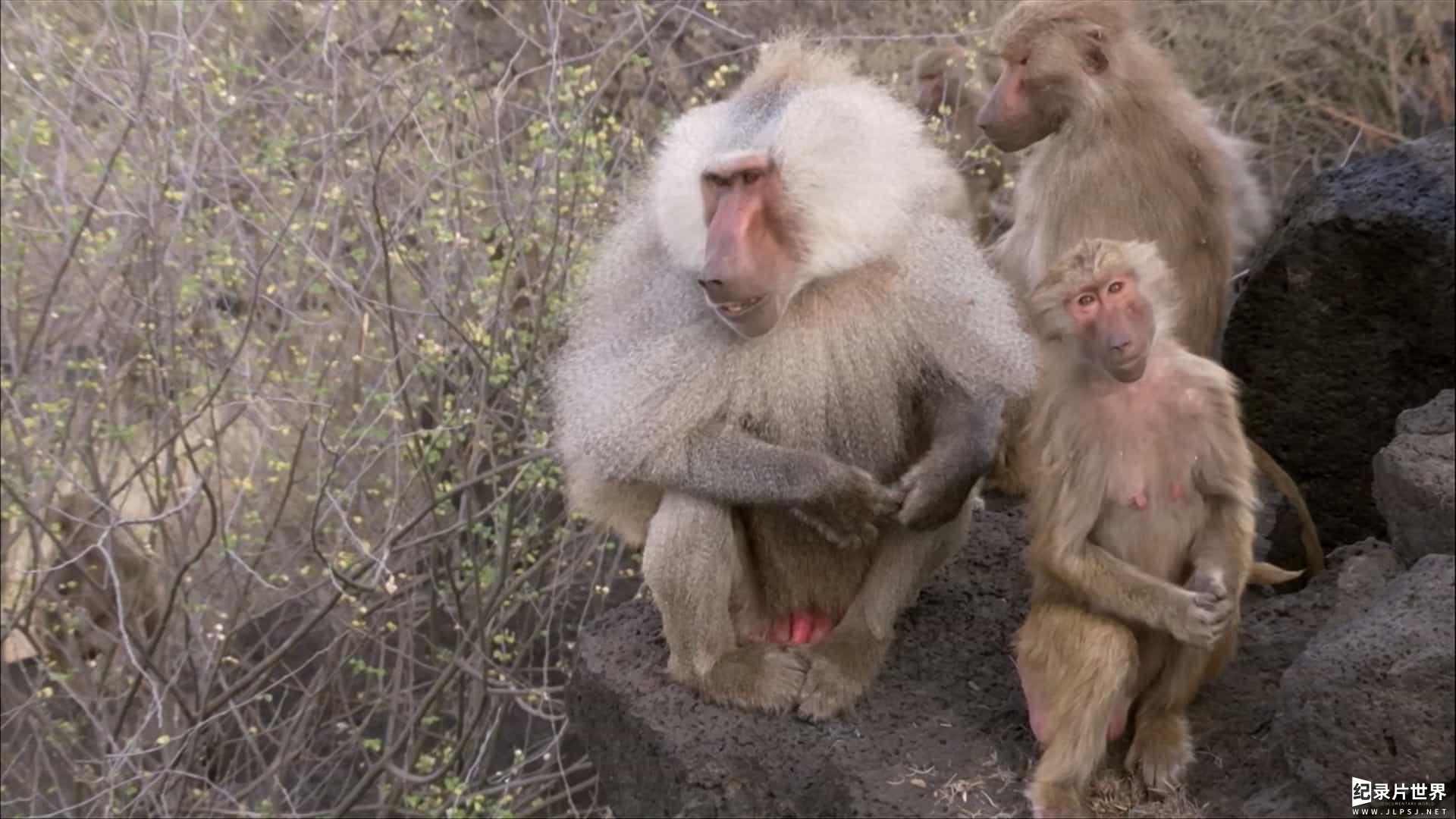 BBC纪录片《自然世界：与狒狒同行 Natural World：Living with Baboons 2012》全1集