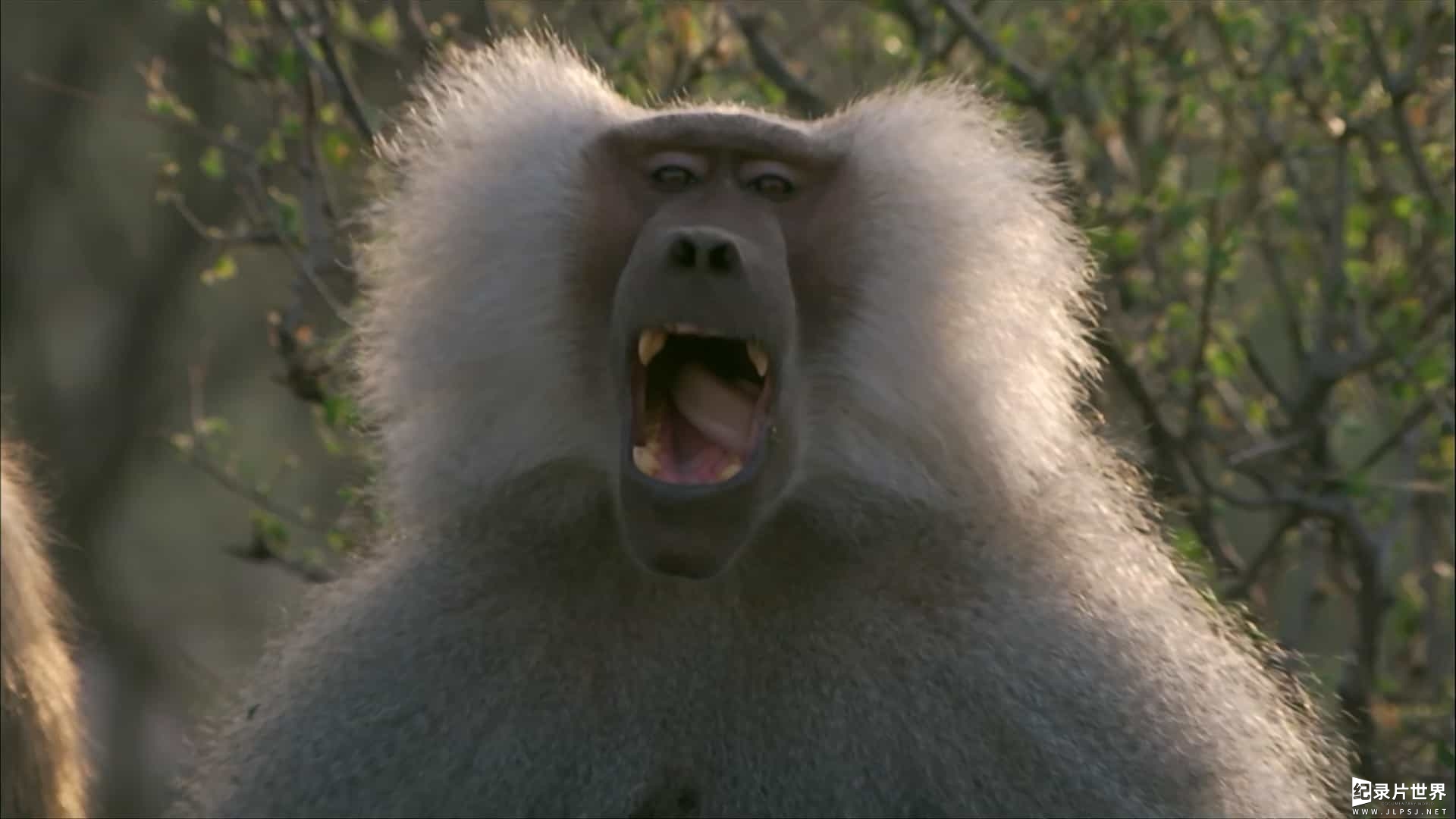 BBC纪录片《自然世界：与狒狒同行 Natural World：Living with Baboons 2012》全1集