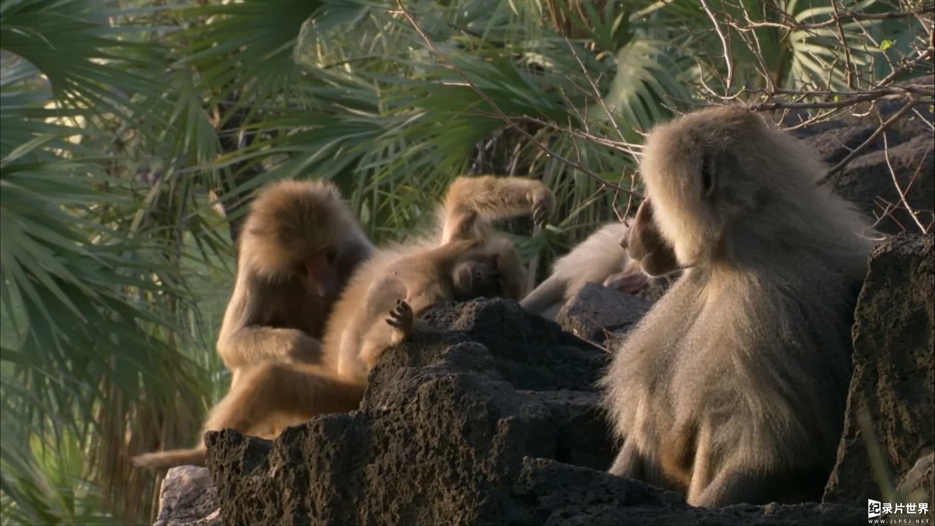 BBC纪录片《自然世界：与狒狒同行 Natural World：Living with Baboons 2012》全1集