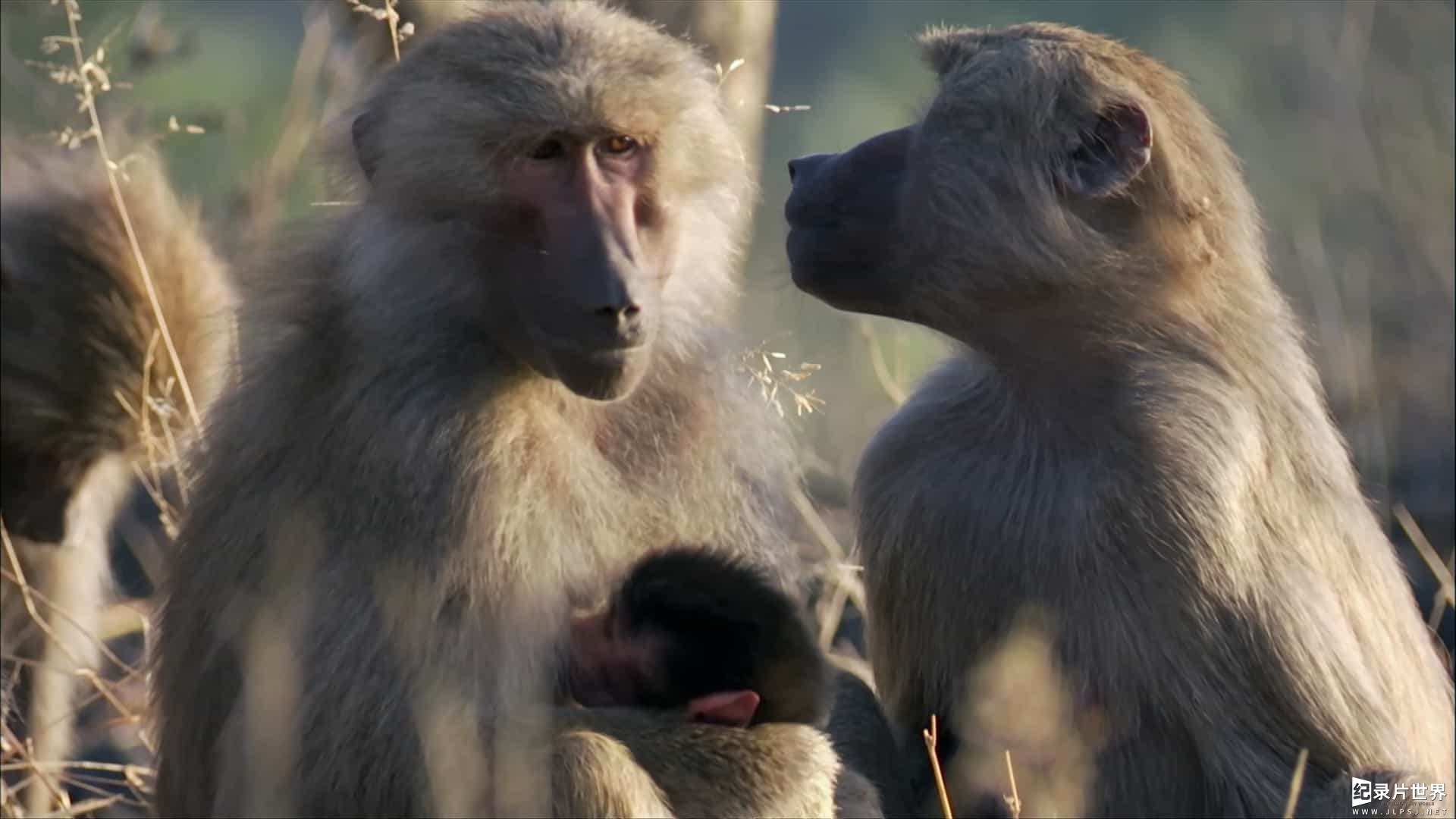 BBC纪录片《自然世界：与狒狒同行 Natural World：Living with Baboons 2012》全1集