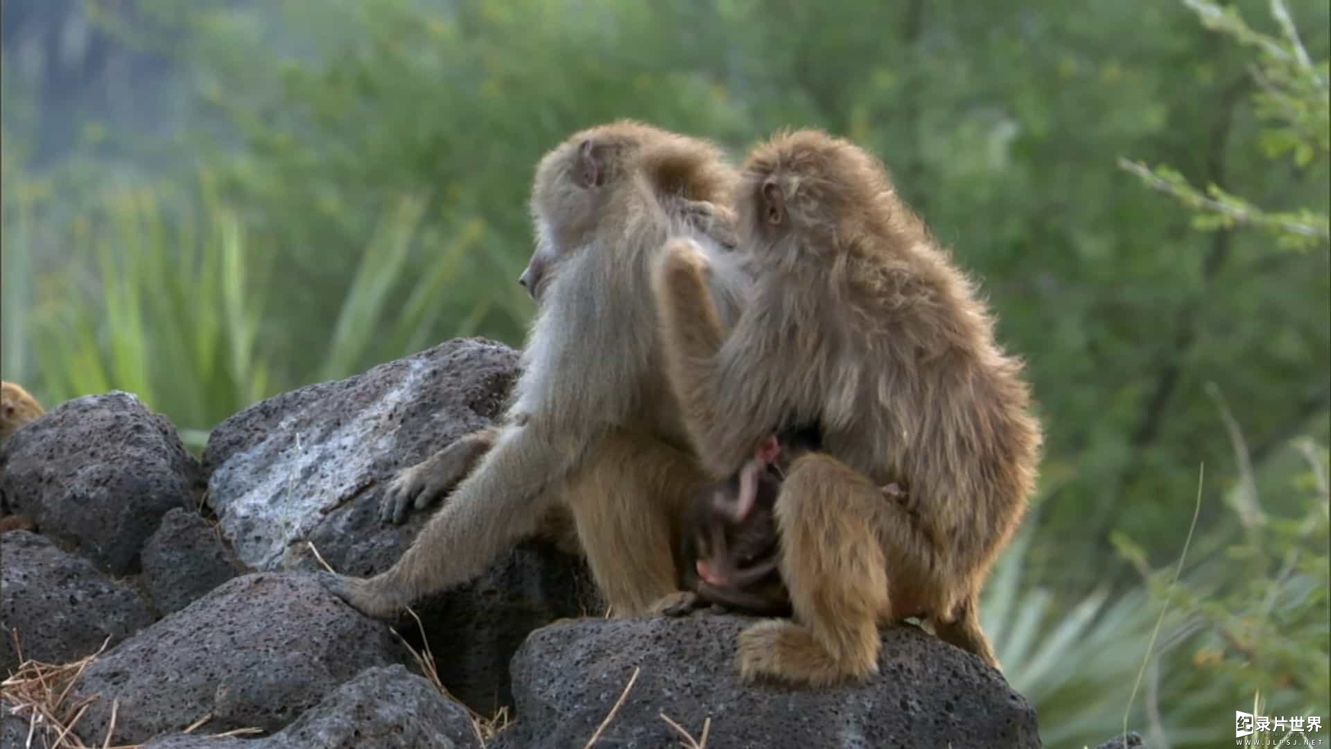 BBC纪录片《自然世界：与狒狒同行 Natural World：Living with Baboons 2012》全1集