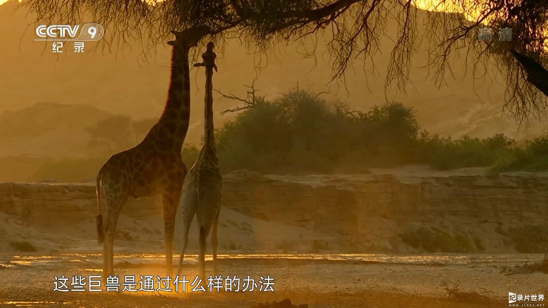 BBC纪录片《最大野兽 Nature's Biggest Beasts 2018》全1集