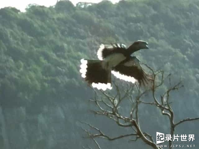 BBC纪录片《野鸟世界 The Life of Birds 1998》全9集