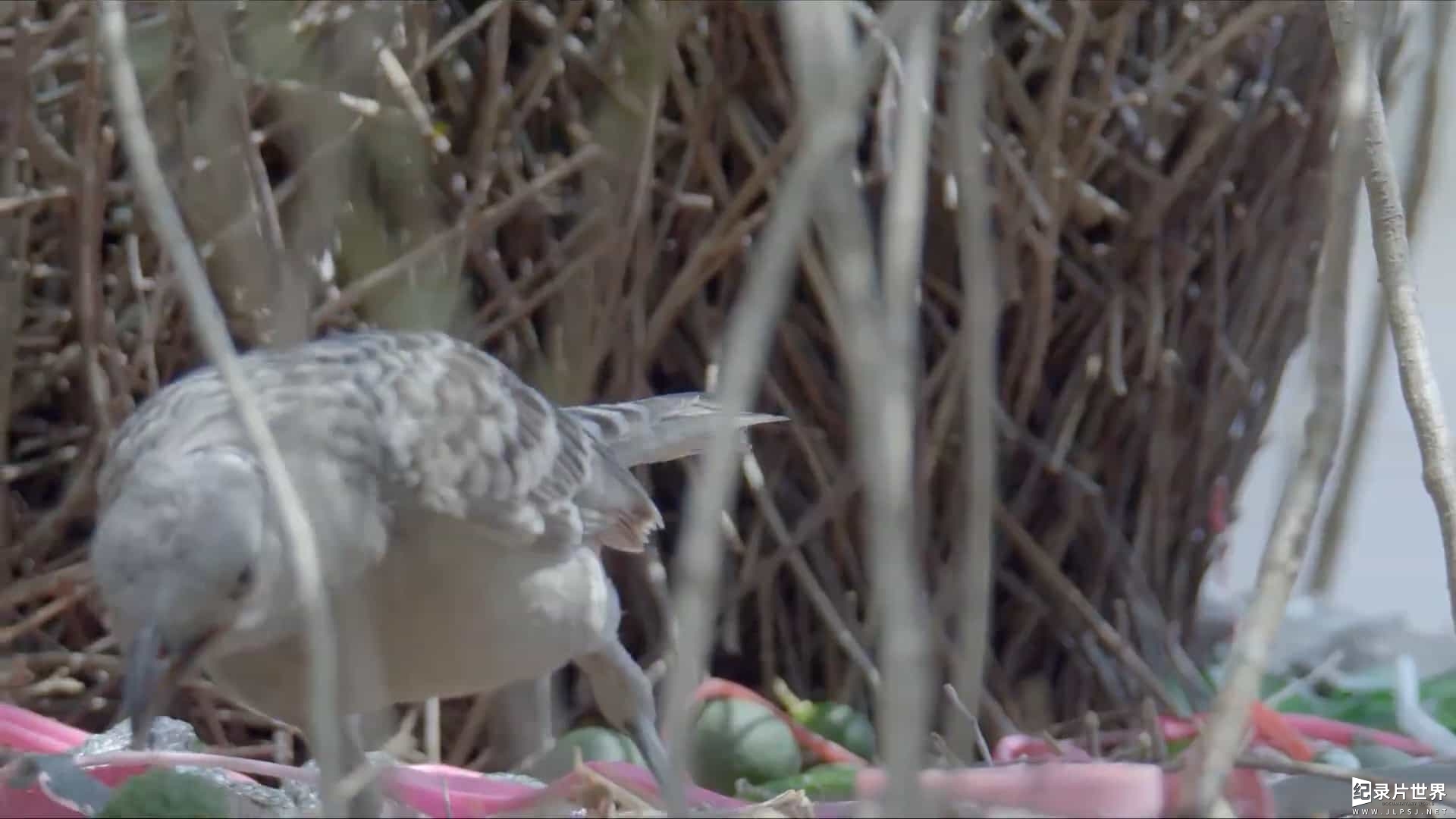 BBC纪录片《自然世界 Natural World 2013》全7集