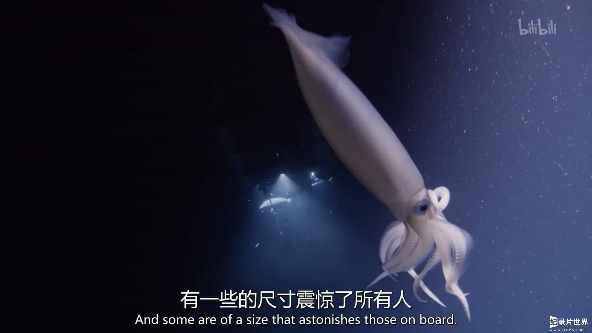 BBC纪录片《深邃海洋：南极深处的巨兽 Deep Ocean:Giants of the Antarctic Deep 2018》全1集