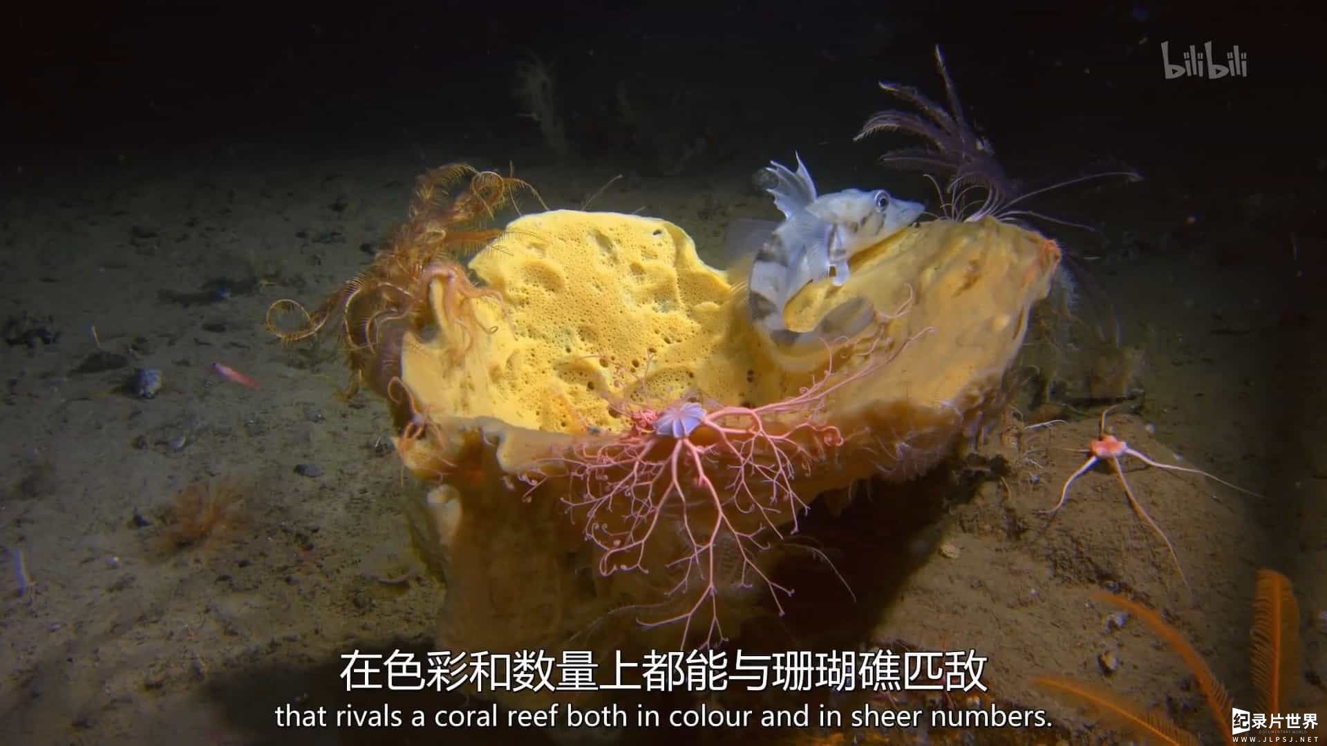 BBC纪录片《深邃海洋：南极深处的巨兽 Deep Ocean:Giants of the Antarctic Deep 2018》全1集