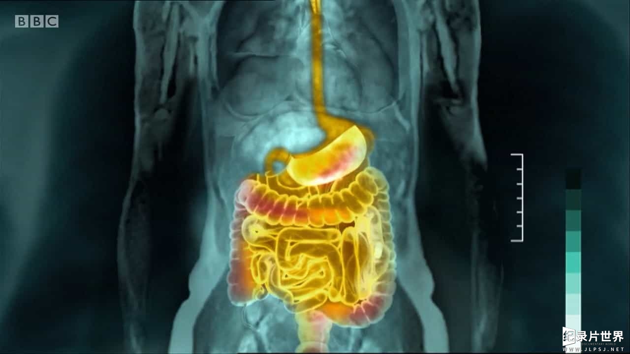 BBC纪录片《消化系统：人类肠胃的奇妙世界/肠胃探秘 Guts The Strange and Mysterious World of the Human Stomach 2012》全1集