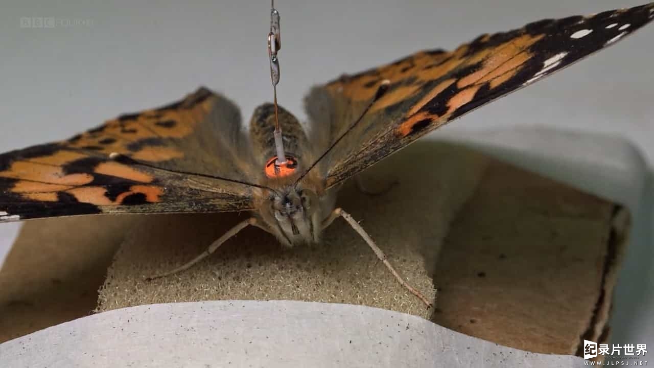 BBC纪录片《从非洲到英国：蝴蝶迁徙 The Great Butterfly Adventure Africa to Britain with the Painted Lady 2016》全1集