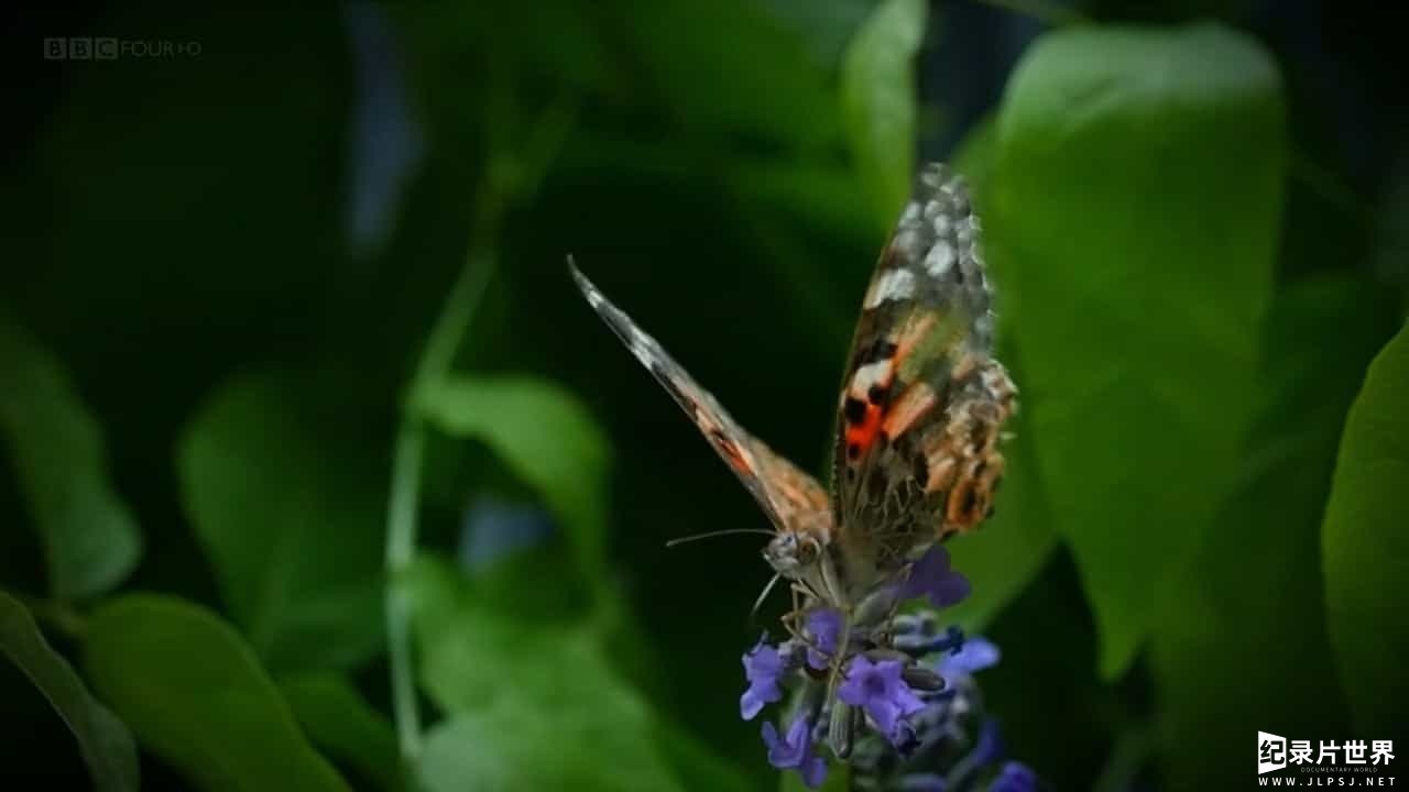 BBC纪录片《从非洲到英国：蝴蝶迁徙 The Great Butterfly Adventure Africa to Britain with the Painted Lady 2016》全1集