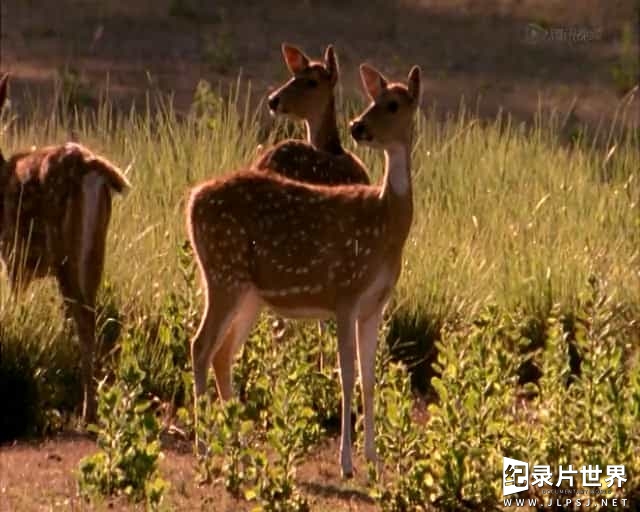 BBC纪录片《透视动物 Animal The Inside Story》全3集 