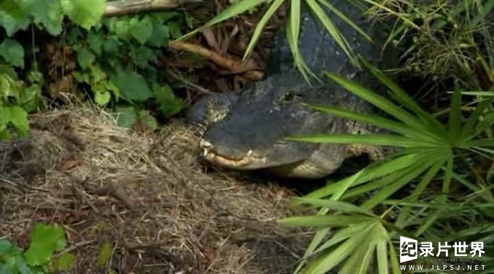 BBC纪录片《自然世界 动物之家 Natural World Animal House》全1集