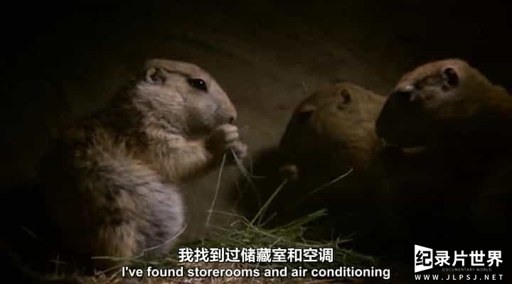 BBC纪录片《自然世界 动物之家 Natural World Animal House》全1集