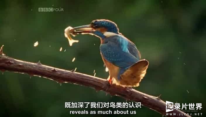 BBC纪录片《不列颠鸟类 园林鸟类 Birds Britannia Garden Birds》全1集 