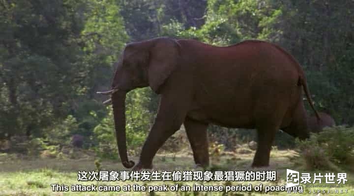 BBC纪录片《大象洞穴 Elephant Cave》全1集 