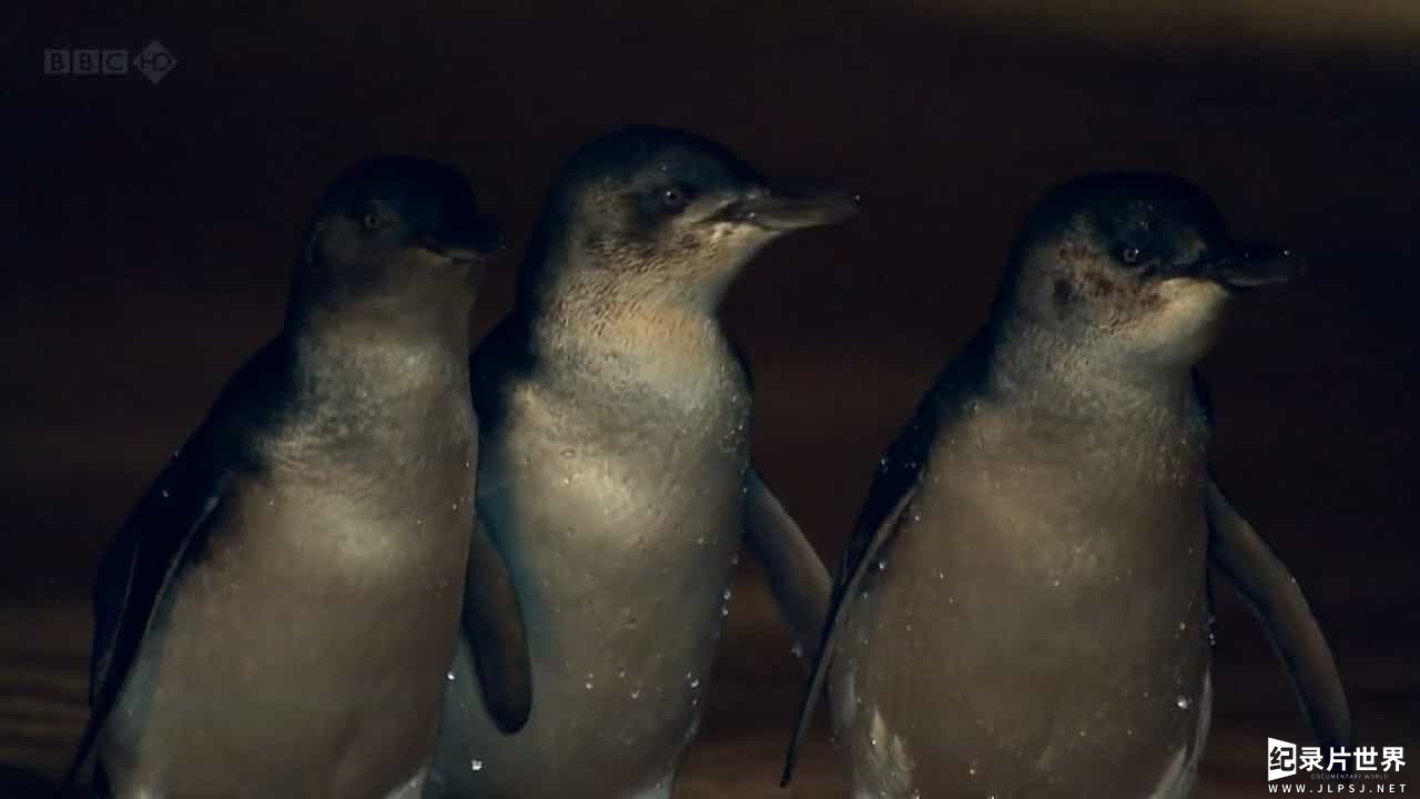 BBC纪录片《企鹅岛 Penguin Island》全6集