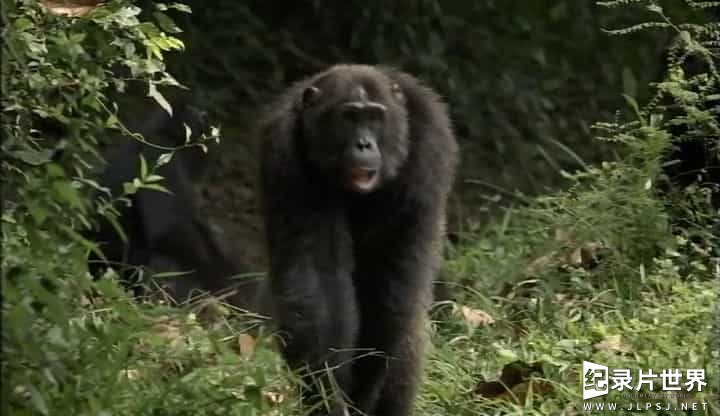 BBC纪录片《失落峡谷的黑猩猩 Chimps of the Lost Gorge》全1集