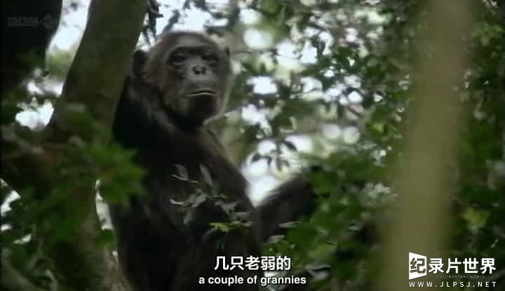 BBC纪录片《失落峡谷的黑猩猩 Chimps of the Lost Gorge》全1集