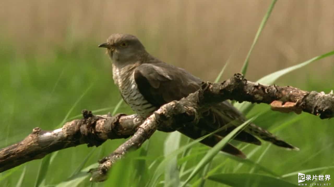 BBC纪录片《自然世界 布谷鸟/解密布谷鸟/BBC 解密布谷鸟 Natural World Cuckoo》全1集
