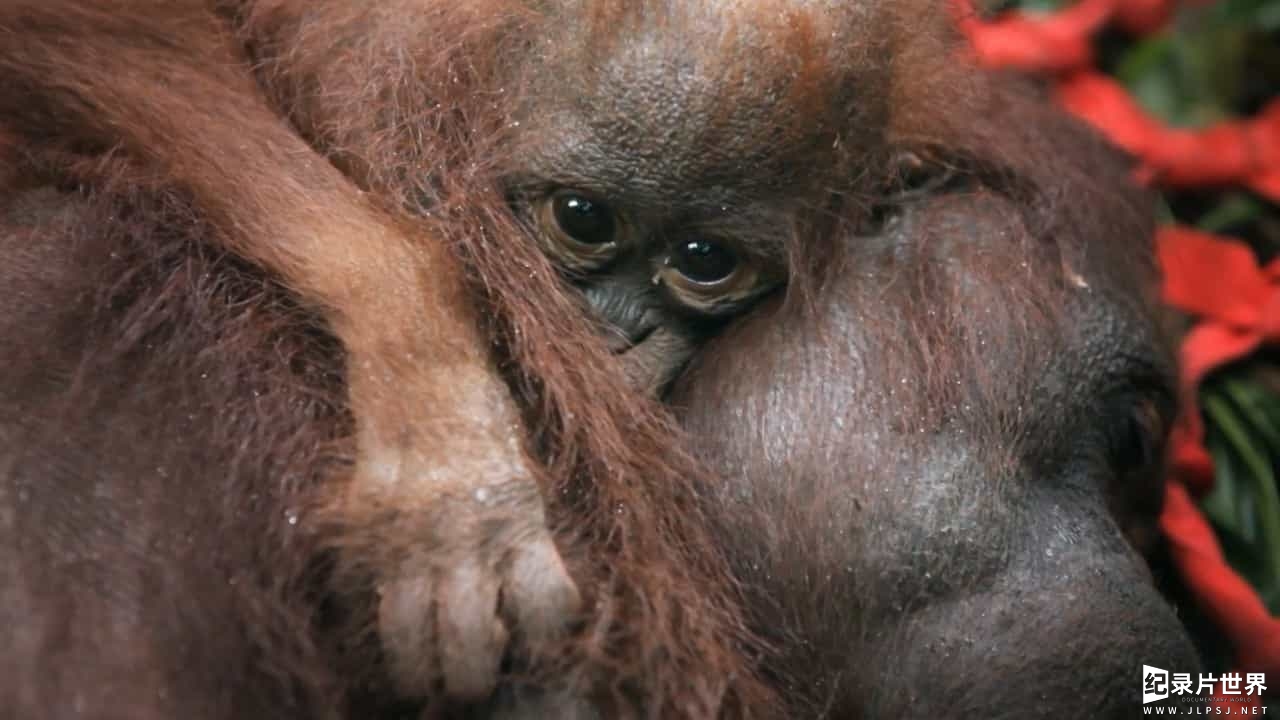 BBC纪录片《拯救红毛猩猩 Red Ape Saving the Orangutan 2018》全1集