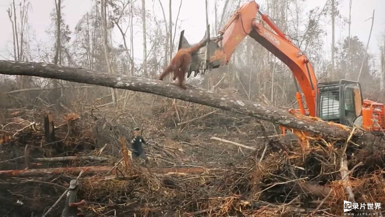 BBC纪录片《拯救红毛猩猩 Red Ape Saving the Orangutan 2018》全1集