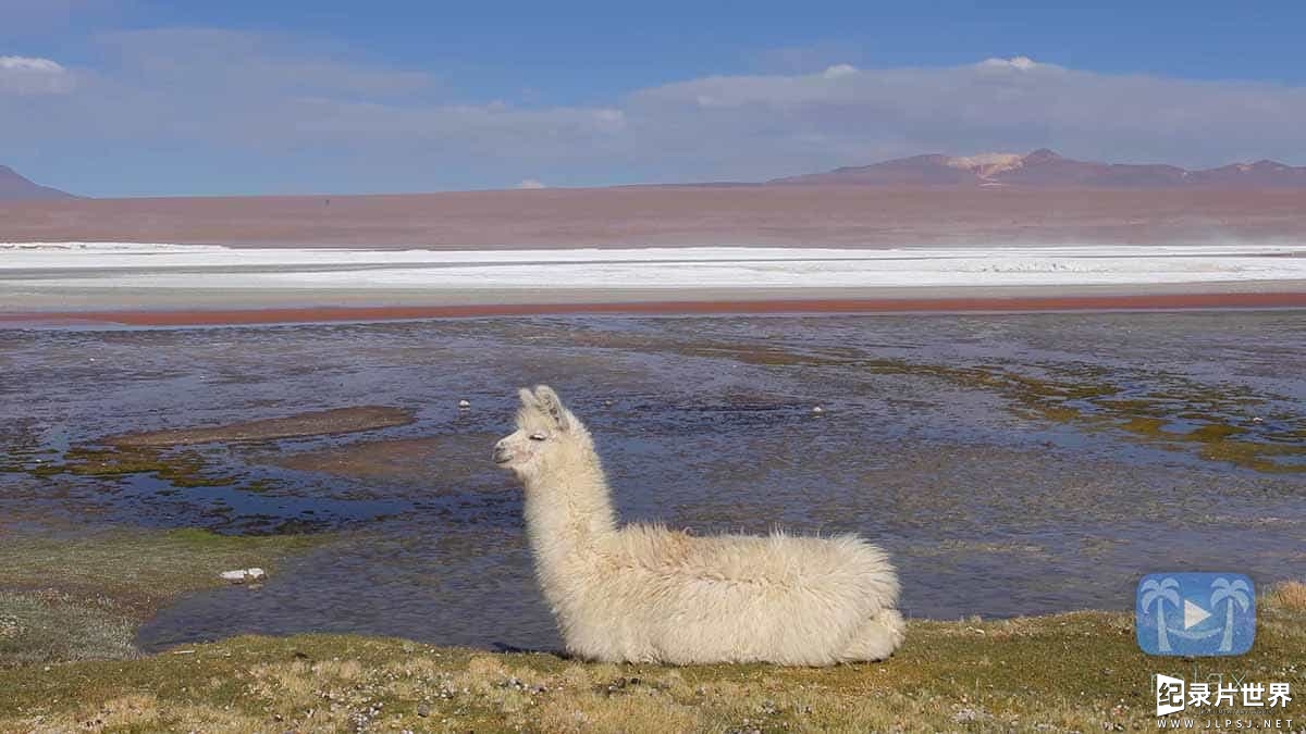 美国纪录片《南美野生动物奇观 Wildlife Wonders of South America》全1集 