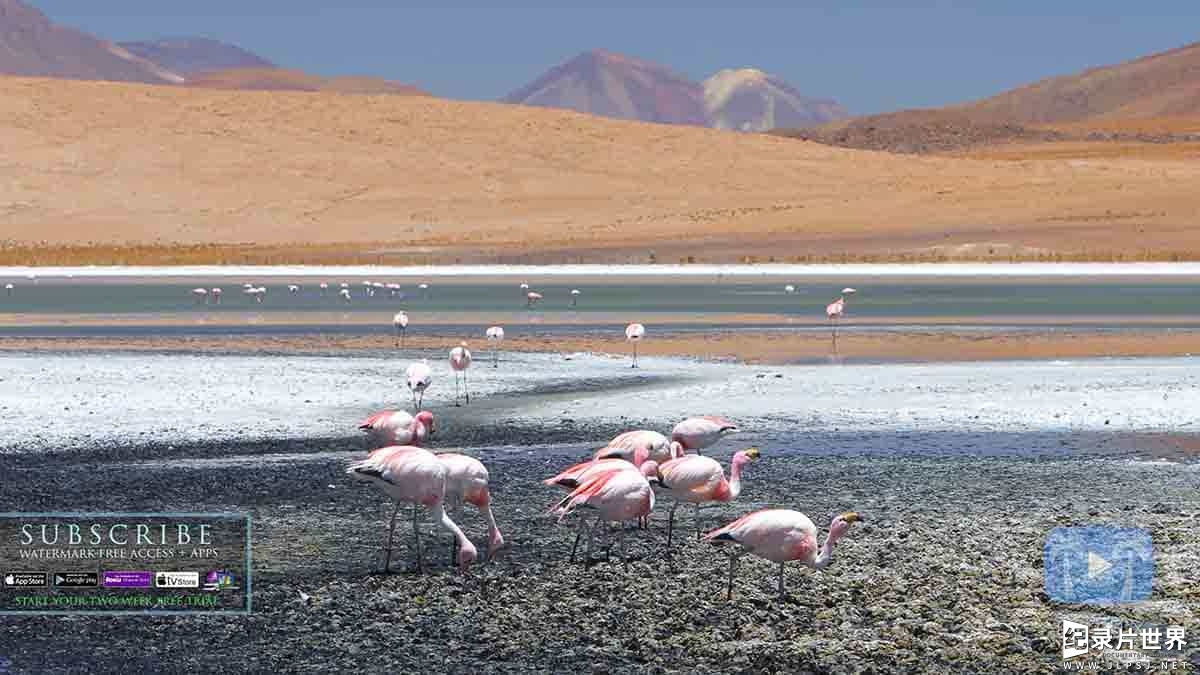 美国纪录片《南美野生动物奇观 Wildlife Wonders of South America》全1集 