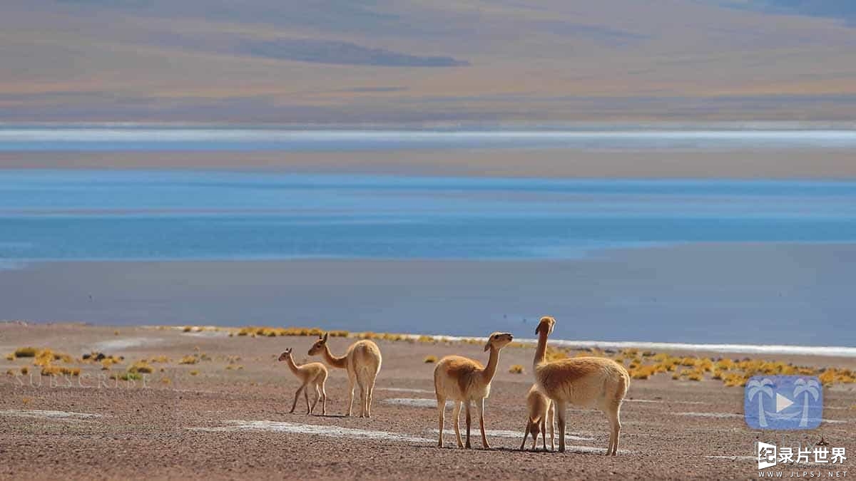 美国纪录片《南美野生动物奇观 Wildlife Wonders of South America》全1集 